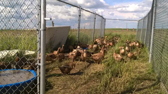 Hatching Eggs- Duck