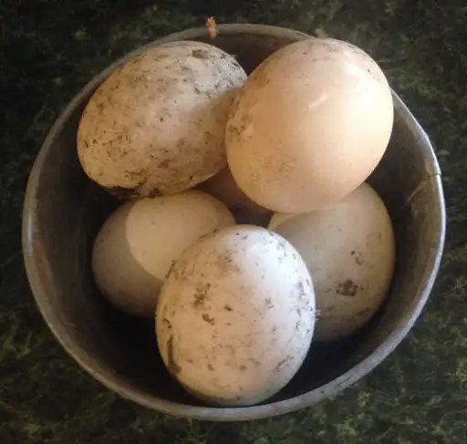 Hatching Eggs- Duck - Photo 2