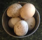 Hatching Eggs- Duck - Photo 2