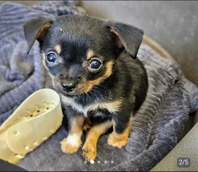Chihuahua mâle poils courts – Disponible immédiatement