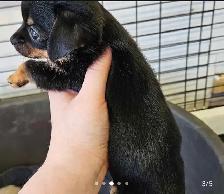 Chihuahua mâle poils courts – Disponible immédiatement - Photo 2
