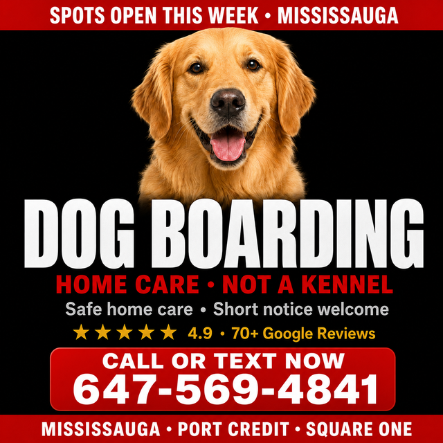 Dog Boarding Mississauga – Short Notice Available | Home Care