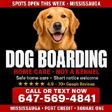 Dog Boarding Mississauga – Short Notice Available | Home Care