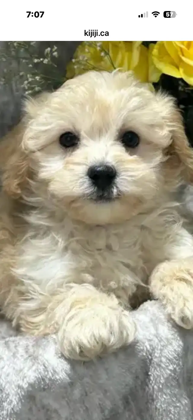 maltipoo puppy
