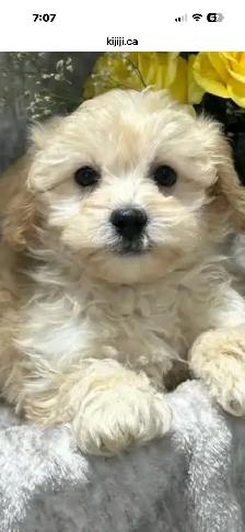 maltipoo puppy