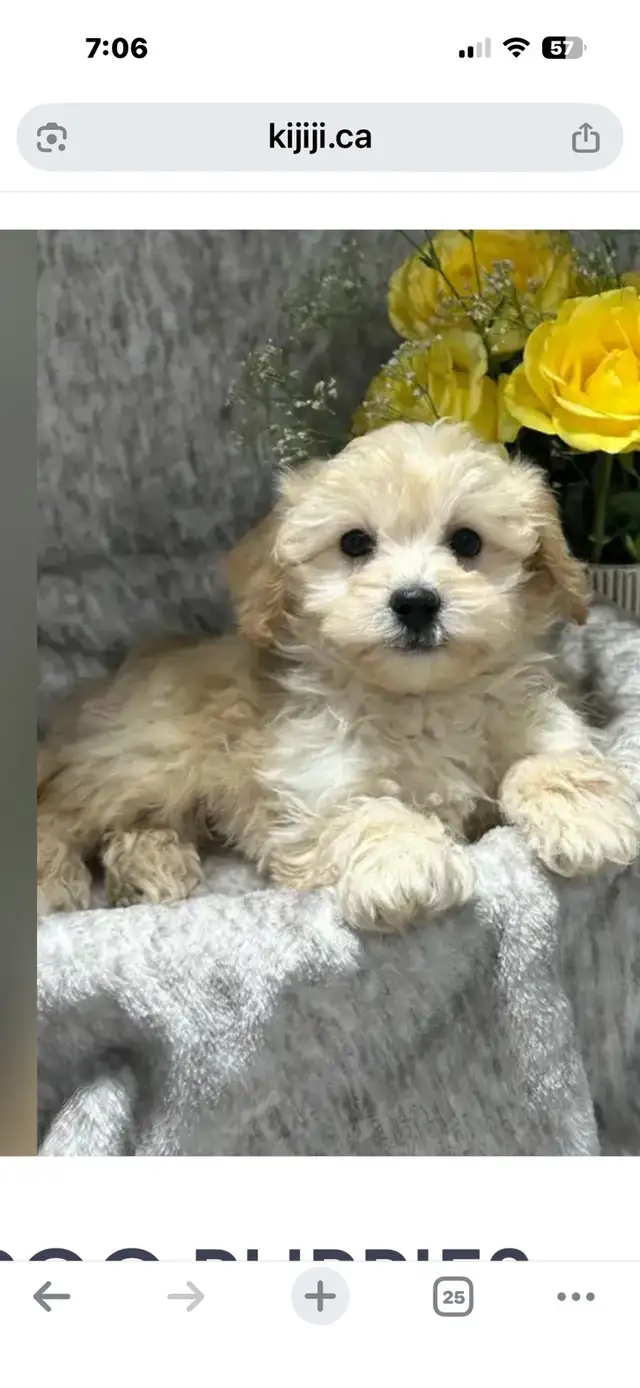 maltipoo puppy - Photo 2