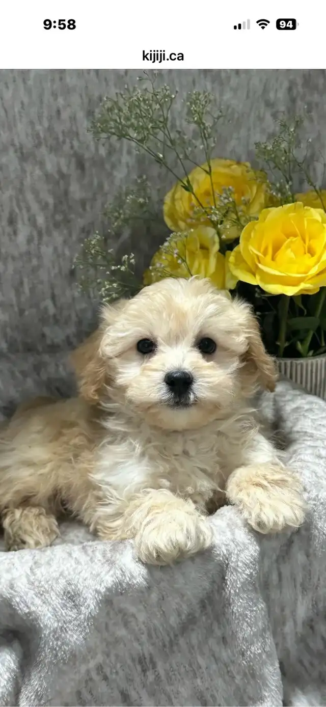 maltipoo puppy - Photo 3