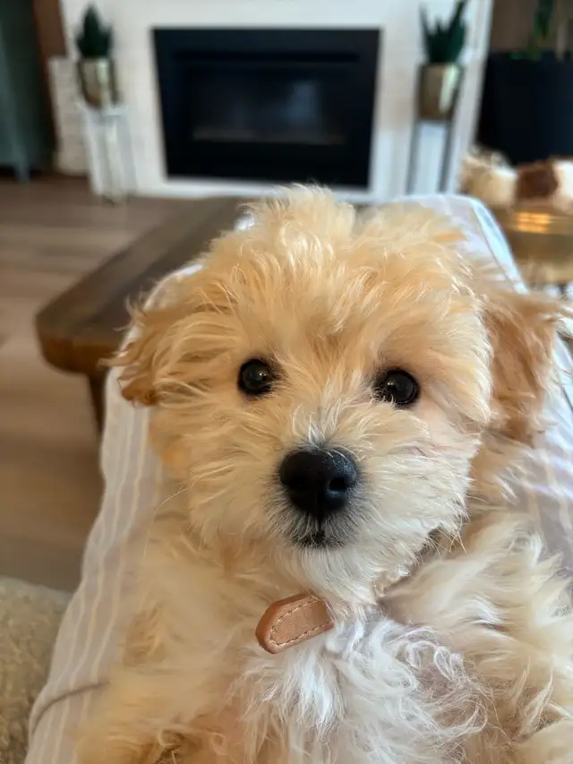 maltipoo puppy - Photo 4