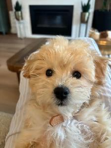 maltipoo puppy - Photo 4