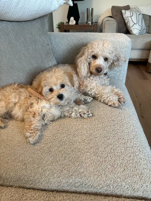 maltipoo puppy - Photo 5