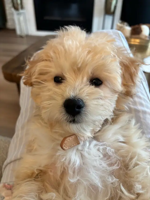 maltipoo puppy - Photo 6