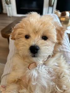 maltipoo puppy - Photo 6