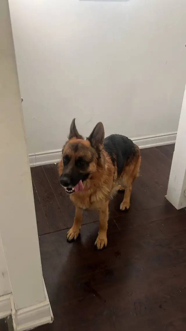 Home Dog Boarding Mississauga – No Kennels | Near Square One - Photo 3