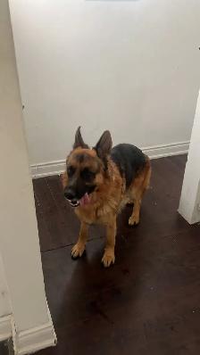 Home Dog Boarding Mississauga – No Kennels | Near Square One - Photo 3