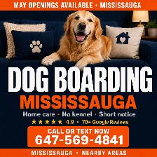 Home Dog Boarding Mississauga – No Kennels | Near Square One