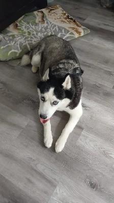 Home Dog Boarding Mississauga – No Kennels | Near Square One - Photo 3