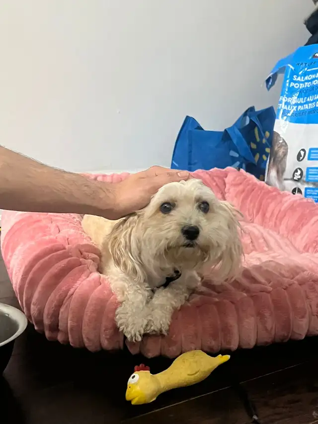 Dog Boarding Mississauga – Trusted Home Care | No Kennels - Photo 2