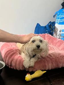 Dog Boarding Mississauga – Trusted Home Care | No Kennels - Photo 2