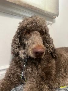 Dog Boarding Mississauga – Trusted Home Care | No Kennels - Photo 3