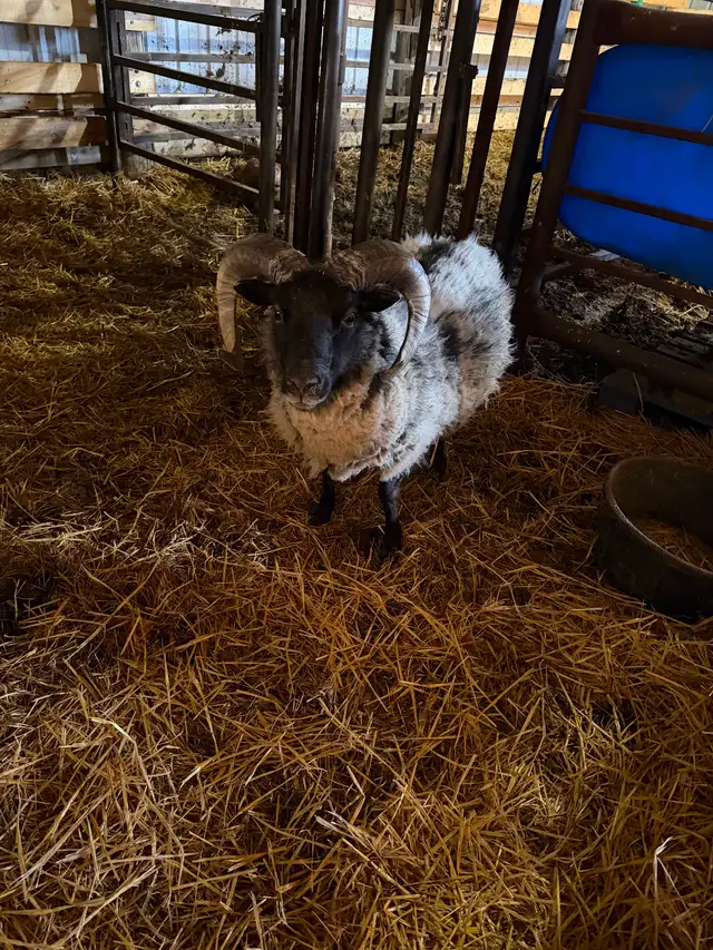 Icelandic Ram