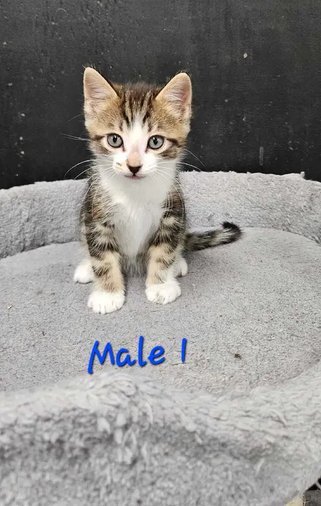 Les Chatons - Photo 2