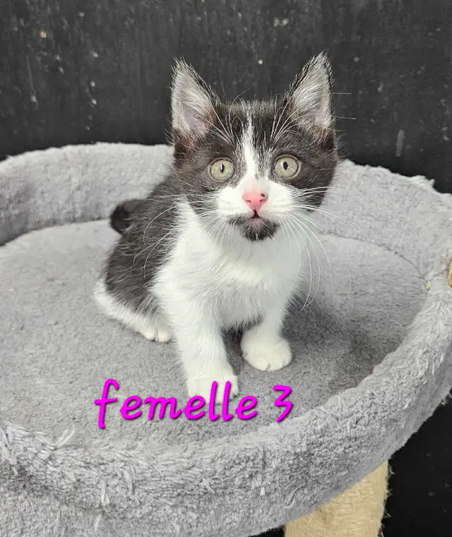 Les Chatons - Photo 3