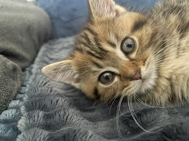 prestigious cats 3 new kittens