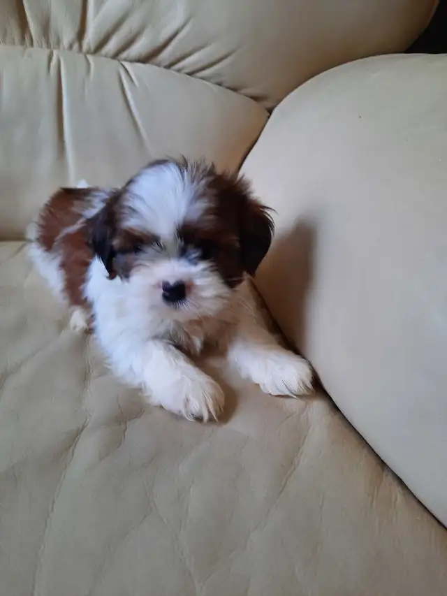 Shihtzu puppies