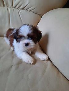 Shihtzu puppies
