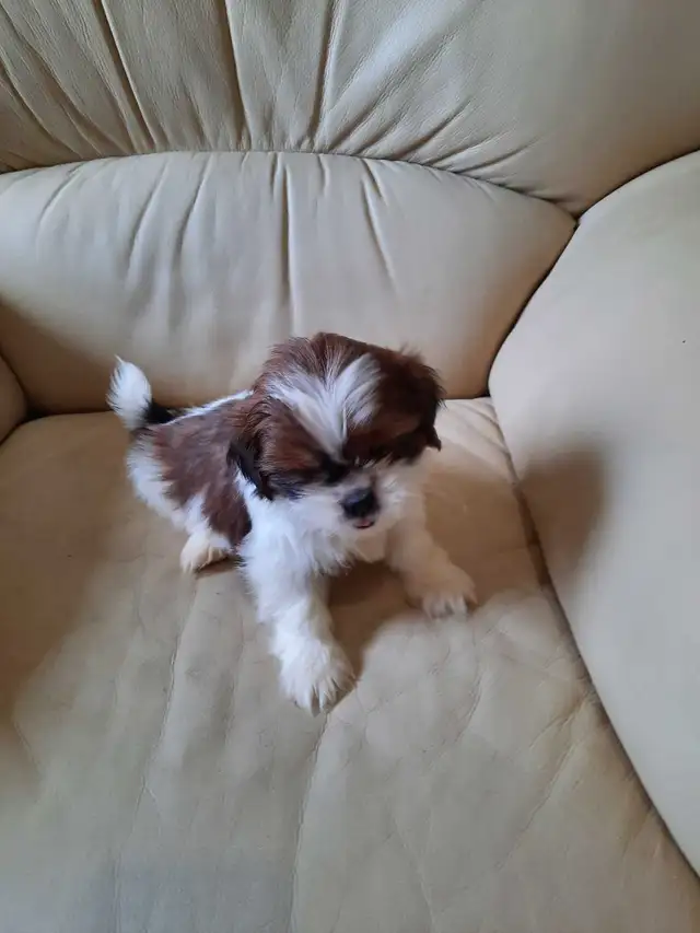 Shihtzu puppies - Photo 2