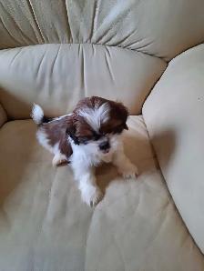 Shihtzu puppies - Photo 2