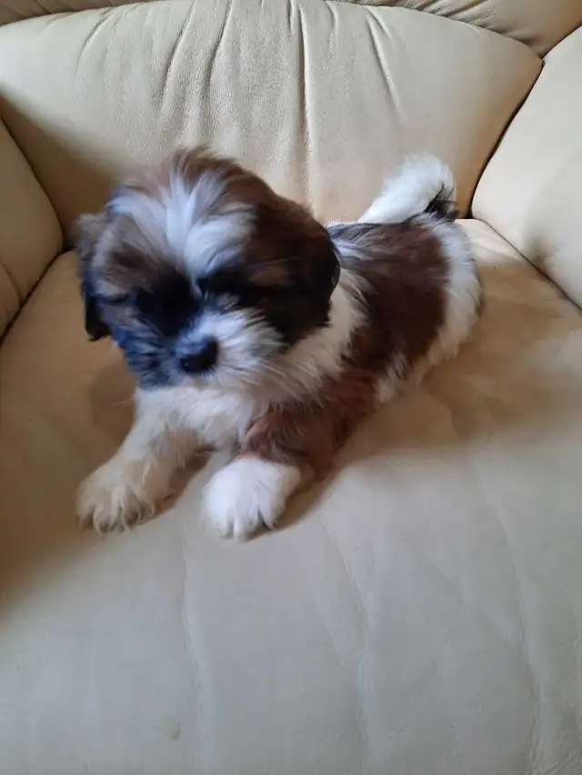 Shihtzu puppies - Photo 3