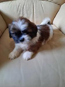 Shihtzu puppies - Photo 3