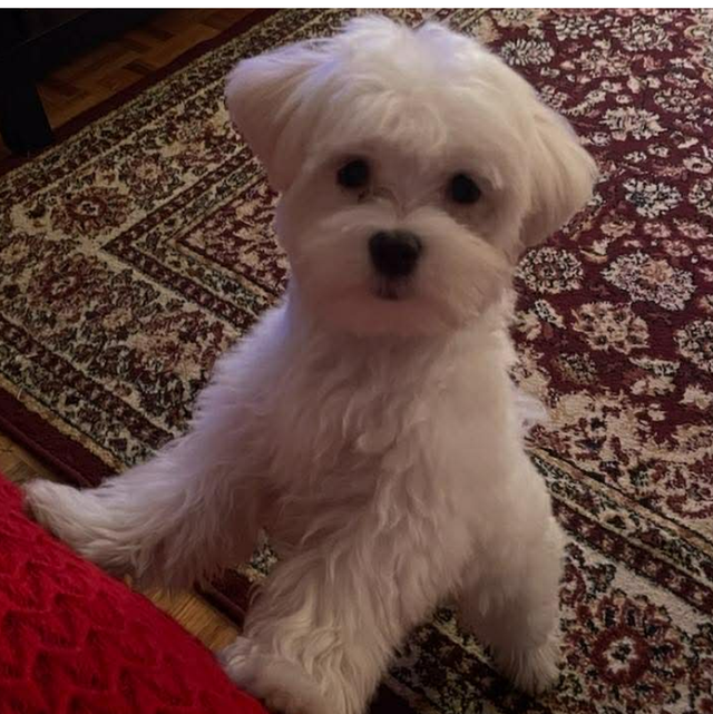 Un petit chien