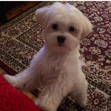 Un petit chien