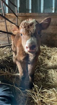 Simmental Bull Calf