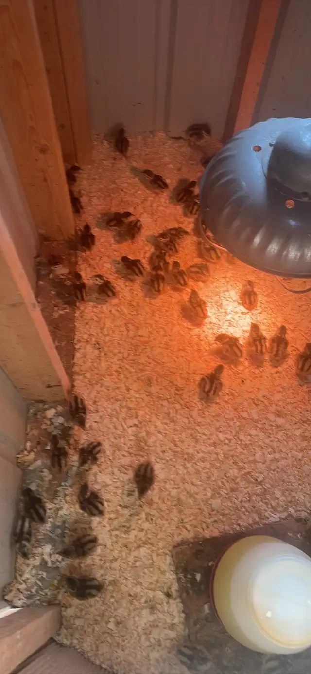 Ringneck Pheasants - Photo 2