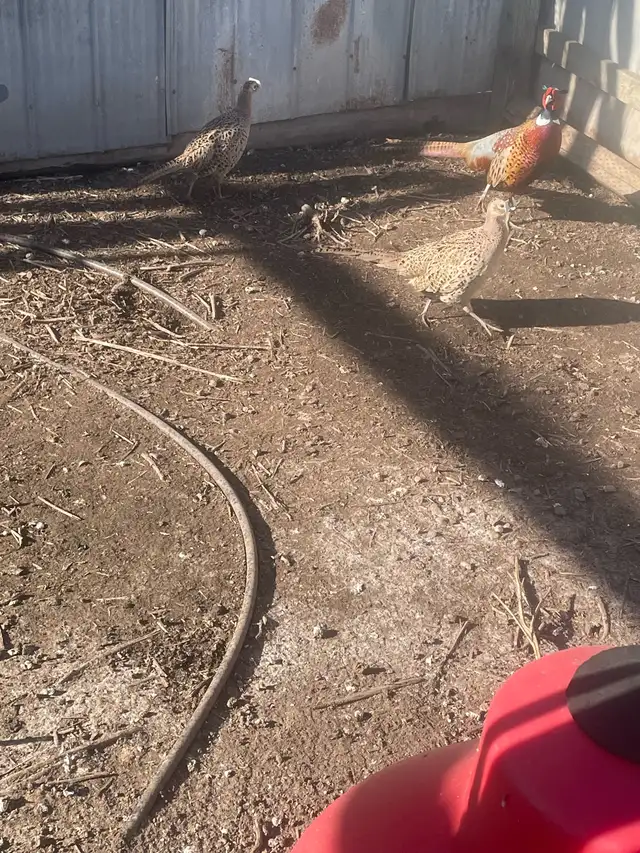 Ringneck Pheasants - Photo 3
