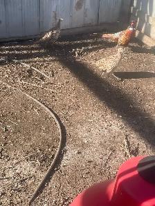 Ringneck Pheasants - Photo 3