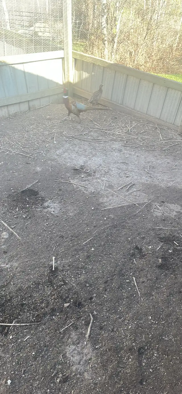 Ringneck Pheasants - Photo 4