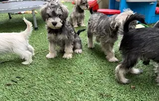 Schnauzer Nain