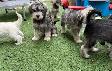 Schnauzer Nain