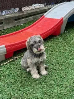Schnauzer Nain - Photo 2