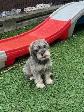 Schnauzer Nain - Photo 2