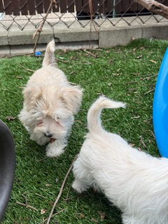 Schnauzer Nain - Photo 3