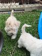 Schnauzer Nain - Photo 3