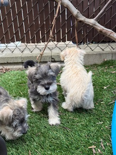 Schnauzer Nain - Photo 4
