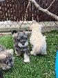 Schnauzer Nain - Photo 4