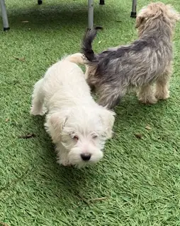 Schnauzer Nain - Photo 5