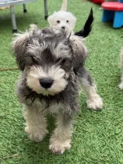 Schnauzer Nain - Photo 6